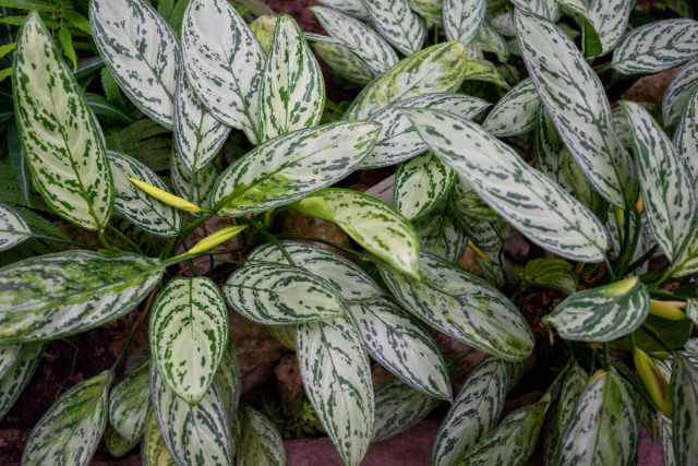 «Силвер Квин» (Aglaonema commutatum ‘Silver Queen’) – самый распространенный сорт с серебристо-зеленым окрасом листьев и зелеными прожилками. «Силвер Квин» (Aglaonema commutatum ‘Silver Queen’) – самый распространенный сорт с серебристо-зеленым окрасом листьев и зелеными прожилками.