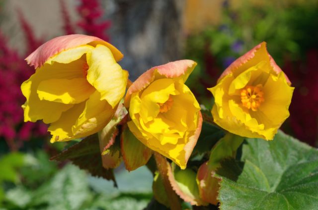 «Криспа Маргината» (Begonia tuberhybrida ‘Crispa Marginata’)