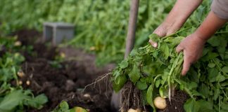 Частые ошибки при выращивании картофеля — как не лишиться урожая