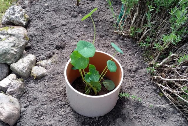 Обрезки труб надежно защищают молодую рассаду от повреждений ветром и притеняют невысокие растения от солнца