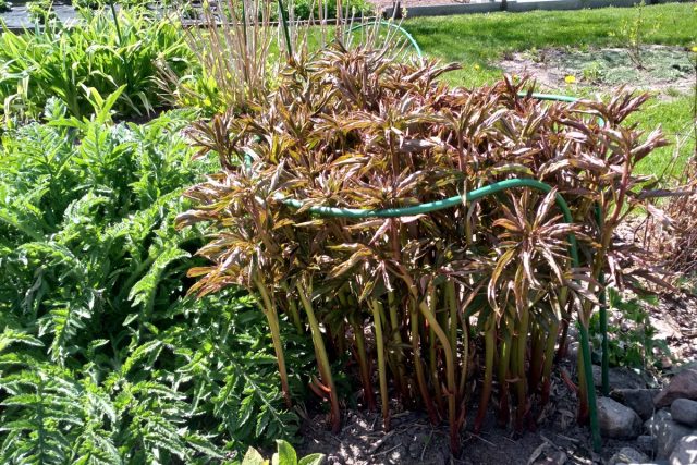 Садовые опоры необходимы для поддержки роз, маков, пионов и других раскидистых растений