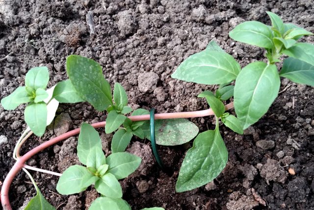 Чтобы порыва ветра не срывали и не переворачивали плети тыкв и годеции, я закрепляю их при помощи шпилек и скоб к почве