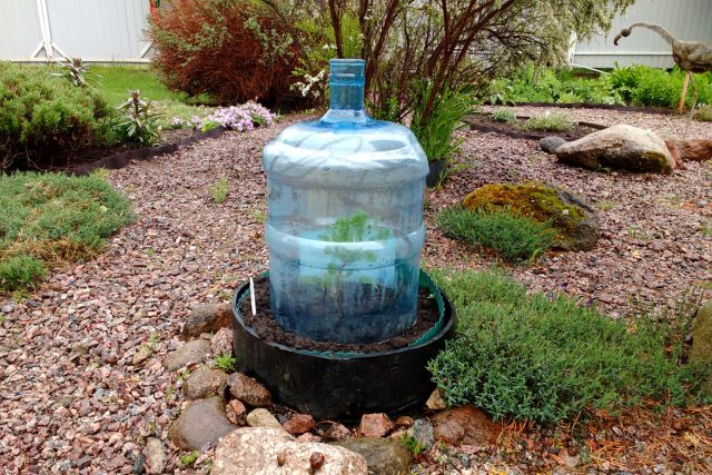 В 19-литровых бутылях от воды мы обрезали дно и получился мини-парничок