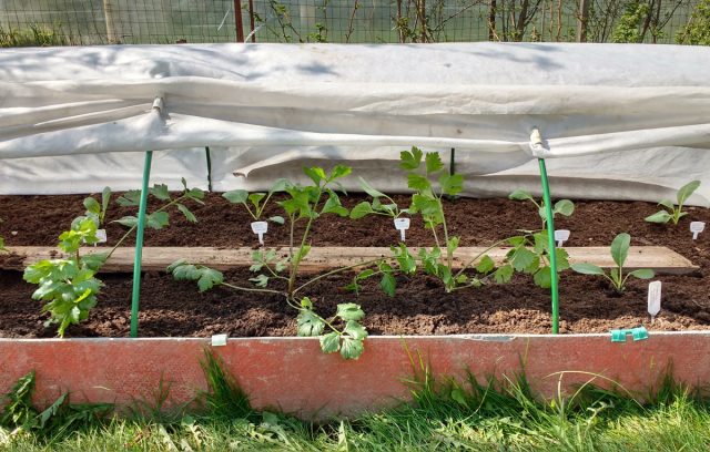 В ясные дни кусками ткани, как ширмами, я прикрываю высаженную рассаду, чтобы она постепенно освоилась