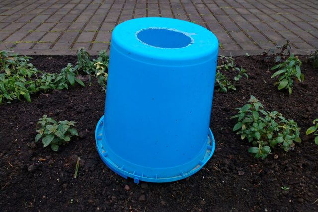 В начале июня благодаря ведрам для выращивания томатов я спасла бархатцы и амаранты от ночных заморозков