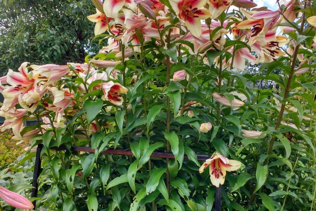 Сложные металлические опоры при желании можно изготовить самим, если вы или ваши знакомые владеют сваркой