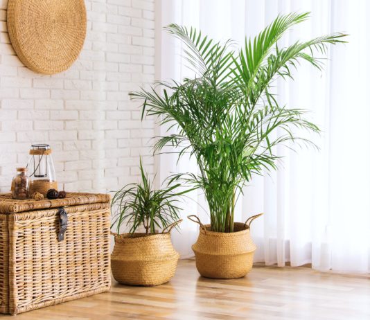 12 лучших пальм для комнатного выращивания