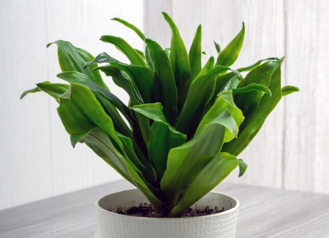 «Компакта» (Dracaena fragrans ‘Compacta’) – выносливый и неприхотливый в уходе сорт с пышной кроной из глянцевых листьев темно-зеленого цвета. «Компакта» (Dracaena fragrans ‘Compacta’) – выносливый и неприхотливый в уходе сорт с пышной кроной из глянцевых листьев темно-зеленого цвета.