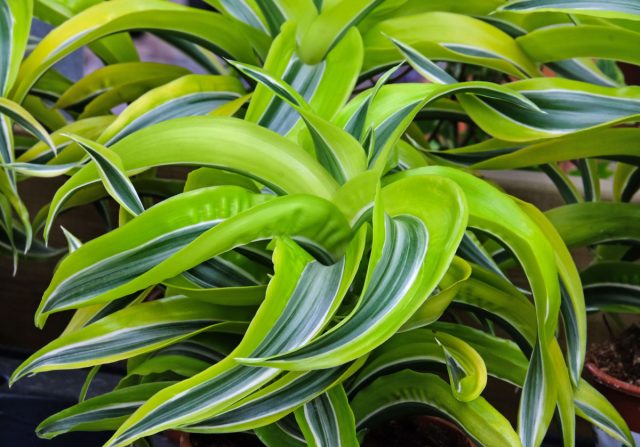 «Лемон Лайм» (Dracaena fragrans ‘Lemon Lime’) – сорт с трехцветным окрасом листьев в виде продольных полос разной ширины: белых, салатовых и зеленых. «Лемон Лайм» (Dracaena fragrans ‘Lemon Lime’) – сорт с трехцветным окрасом листьев в виде продольных полос разной ширины: белых, салатовых и зеленых.
