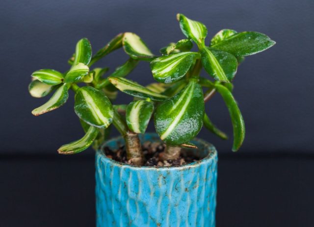 «Вариегата» (‘Variegata’)