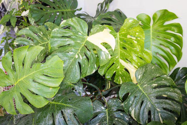 «Тайское созвездие» (‘Thai constellation’) – очень редкий представитель с уникальными белыми узорами и полосами на листьях.