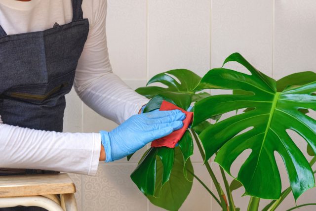 Режим полива зависит от времени года и температуры воздуха в помещении. Поливать цветок следует по мере просыхания верхнего слоя грунта на небольшую глубину.