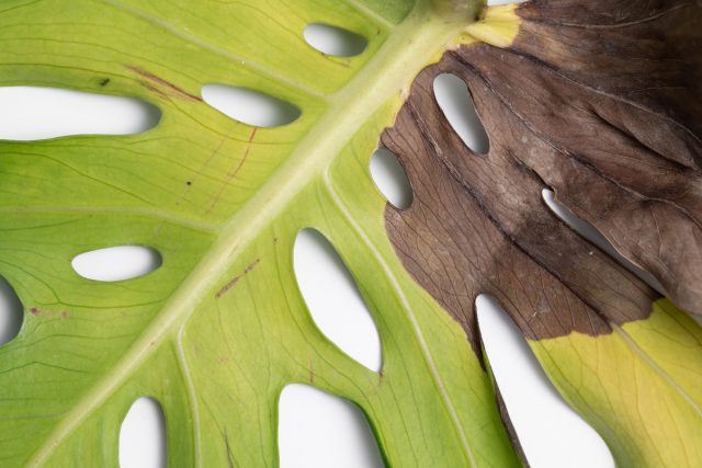 В случае массового опадения нижних листьев стоит снизить температуру в помещении. При их пожелтении, загнивании и увядании следует откорректировать режим полива и исключить переувлажнение грунта