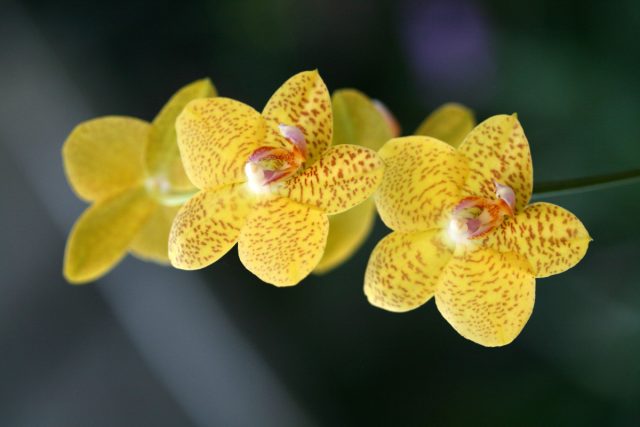Орхидея «Голден Беллс» (Phalaenopsis ‘Golden Bells’) Орхидея «Голден Беллс» (Phalaenopsis ‘Golden Bells’)