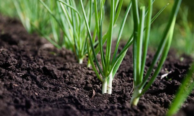 Зелёный лук - наиболее востребованный продукт, поэтому стоит позаботиться о создании лукового конвейера Зелёный лук - наиболее востребованный продукт, поэтому стоит позаботиться о создании лукового конвейера