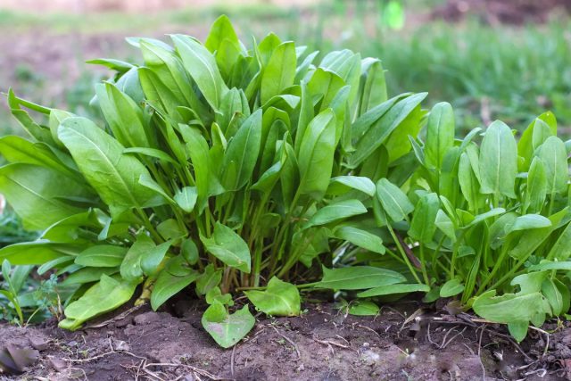 На российских огородах наиболее распространены сорта щавеля кислого (Rumex acetosa), требующие присмотра из-за склонности к экспансии На российских огородах наиболее распространены сорта щавеля кислого (Rumex acetosa), требующие присмотра из-за склонности к экспансии