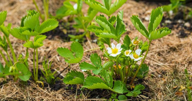 Как получить крупные и сладкие ягоды клубники