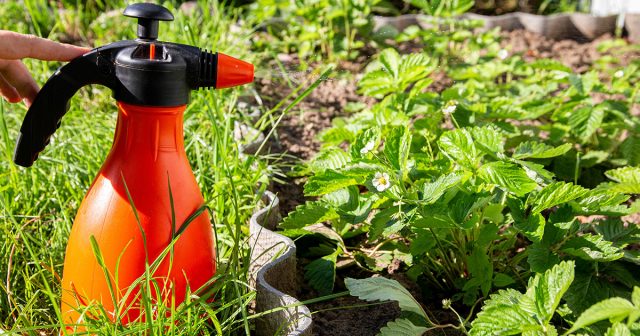 Обязательно нужно обработать клубнику весной от грибных болезней, так как споры грибов во влажной среде начинают прорастать уже при наступлении слабых плюсовых температур