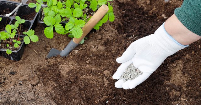 Нужно успеть внести соответствующие удобрения хотя бы дважды – в начале роста листьев и во время цветения и формирования первых завязей