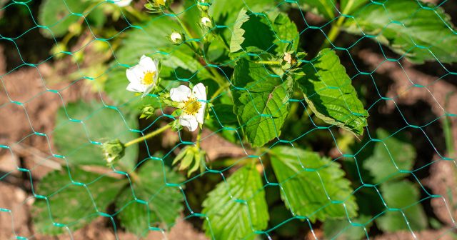 Большинство питательных веществ необходимы кустам весной и в самом начале лета