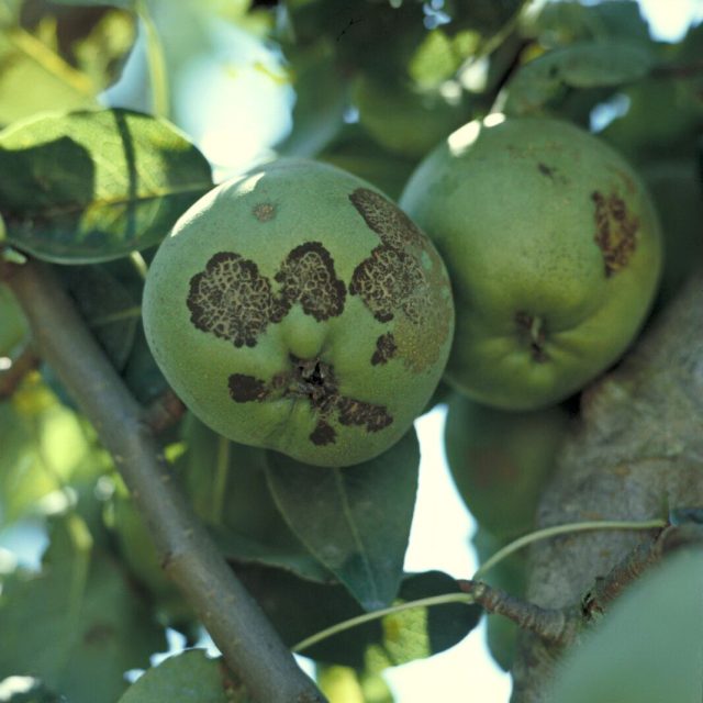 Похожим образом проявляется парша и на груше