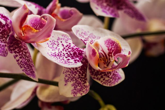 Орхидея «Леопард Принс» (Phalaenopsis ‘Leopard Prince’). Орхидея «Леопард Принс» (Phalaenopsis ‘Leopard Prince’).