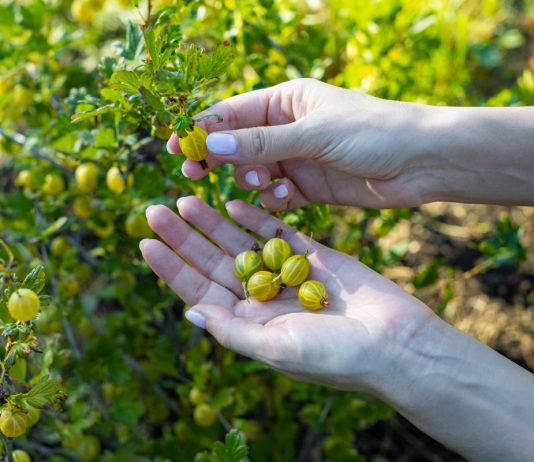 Лучшие сорта крыжовника для средней полосы в моем саду - Сад и огород Лучшие сорта крыжовника для средней полосы в моем саду