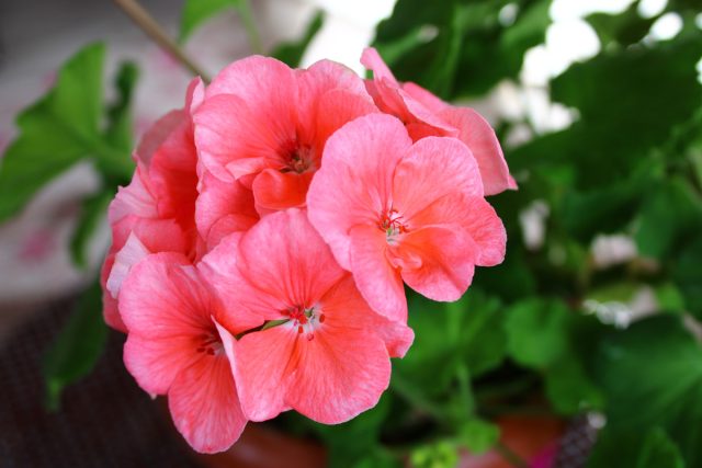 Пеларгония зональная Пеларгония зональная