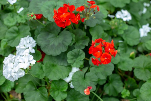Пеларгония зональная (Pelargonium hortorum) имеет большое количество сортов и разновидностей. В этой группе можно встретить и миниатюрные растения, высотой до 15-20 см, и гиганты, достигающие 1-1,5 м Пеларгония зональная (Pelargonium hortorum) имеет большое количество сортов и разновидностей. В этой группе можно встретить и миниатюрные растения, высотой до 15-20 см, и гиганты, достигающие 1-1,5 м