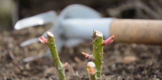 Подробный календарь ухода за розами весной