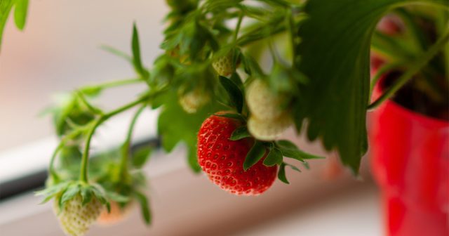 Простые правила выращивания клубники на подоконнике