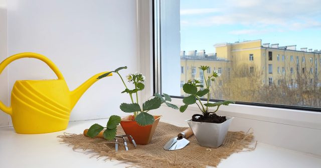 Нет ничего проще, чем взять с готовых кустов несколько усов с розетками и укоренить их дома в горшках