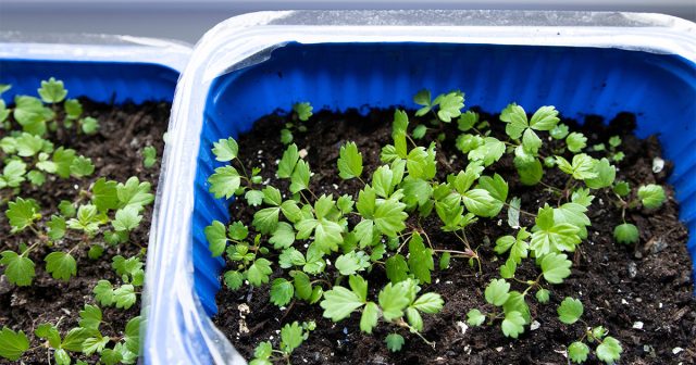 На южных подоконниках клубнике будет комфортно с апреля по сентябрь