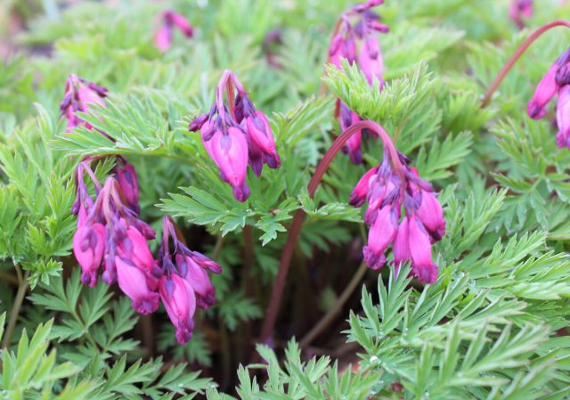 Дицентра исключительная