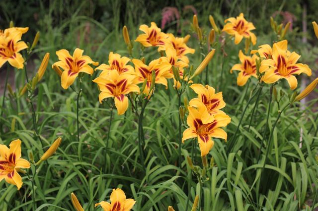 Лилейник гибридный