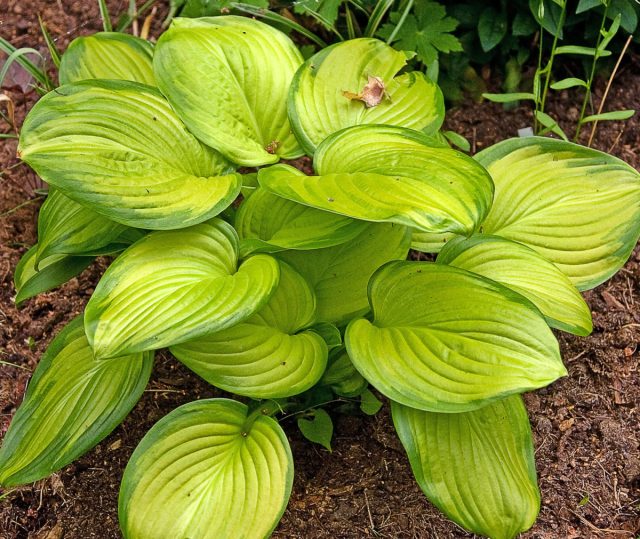 Хоста гибридная