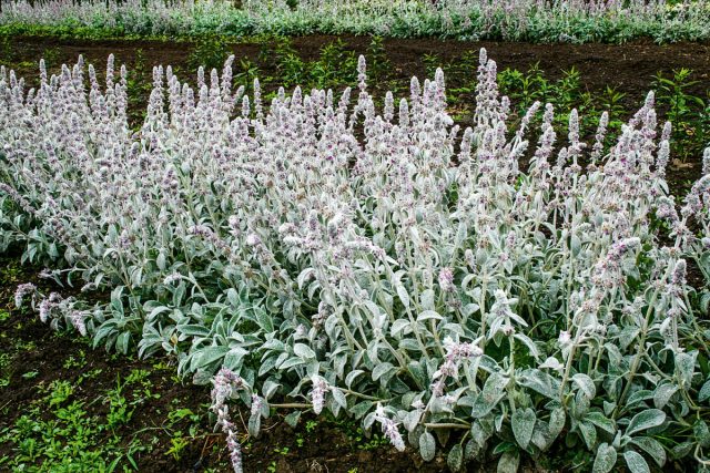 Стахис шерстистый