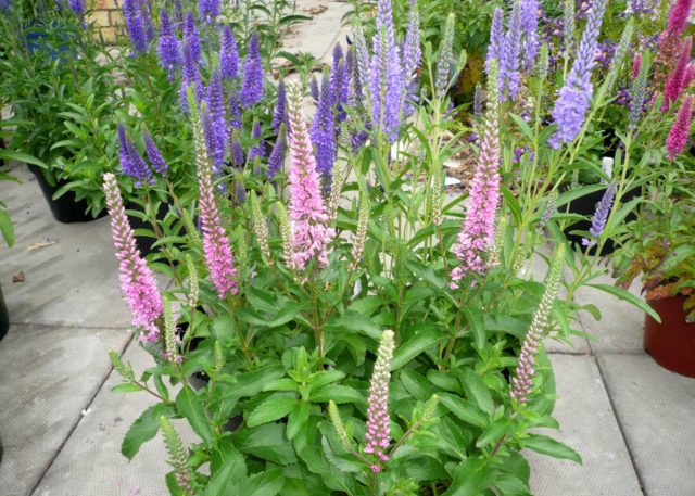 Вероника колосковая