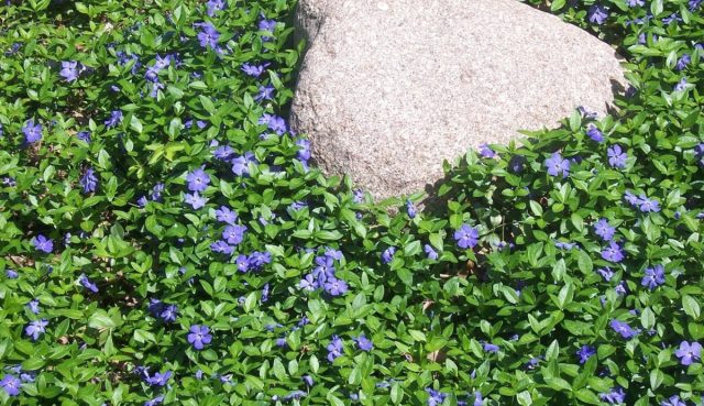 Барвинок малый