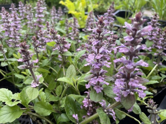 Живучка ползучая