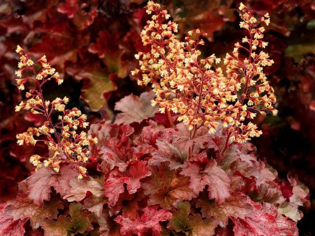 Гейхера гибридная