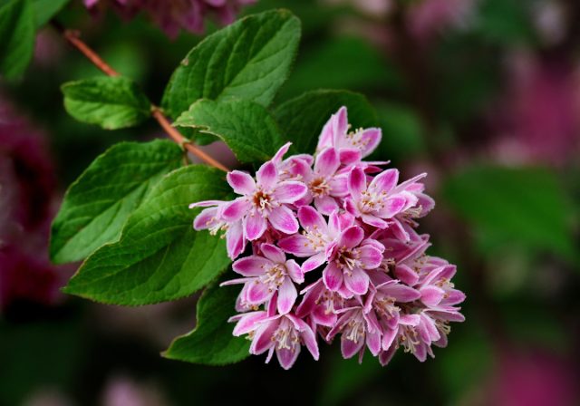 Родственница гортензии — прекрасная и засухоустойчивая дейция