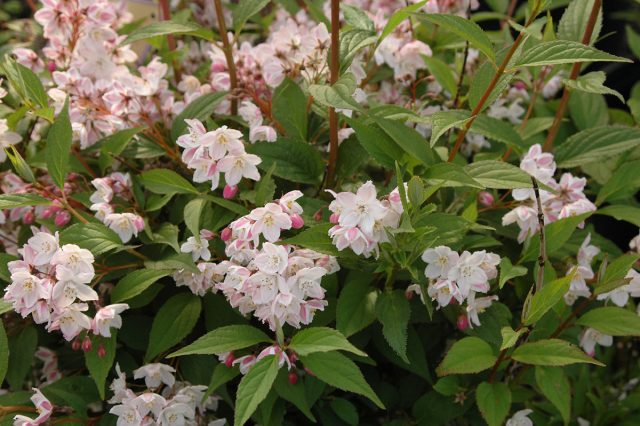 Дейция кальмиецветковая (Deutzia x kalmiiflora)