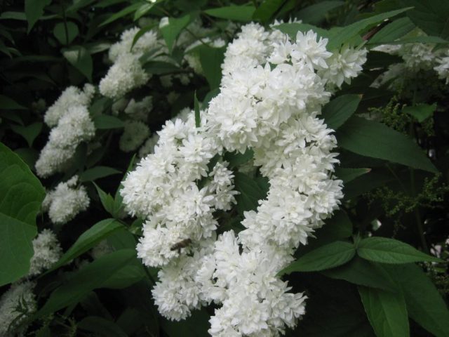 Дейция "Бульденеж" (Deutzia 'Boule De Neige')