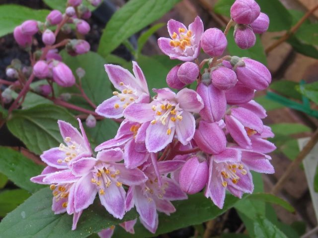 Дейция "Мэджишн" (Deutzia 'Magicien')