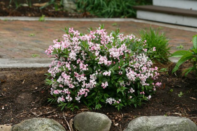 Дейция "Юки Черри Блоссом" (Deutzia 'Yuki Cherry Blossom')