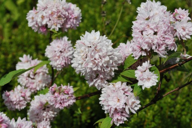 Дейция "Пинк Пом-Пом" (Deutzia 'Pink Pom-Pom')