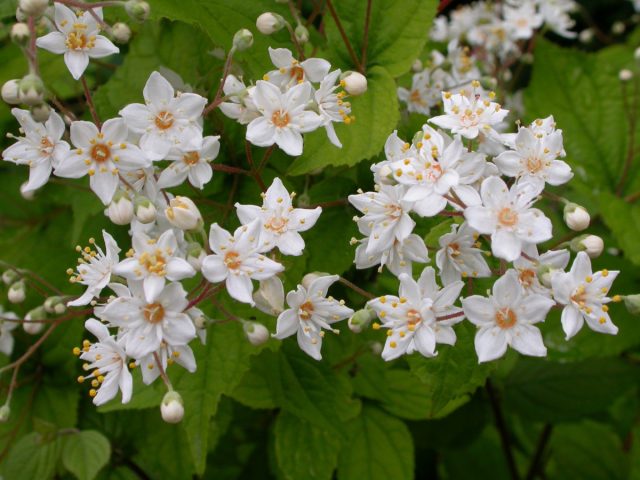 Дейция амурская, или мелкоцветная (Deutzia parviflora)