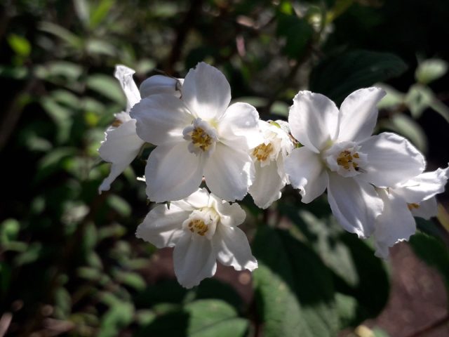Дейция изящная (Deutzia gracilis)