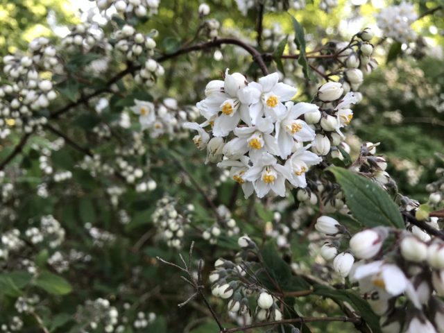 Дейция двуцветная (Deutzia discolor)
